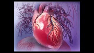 Visible Body Virtual 3D Human Heart Anatomy Walkthrough