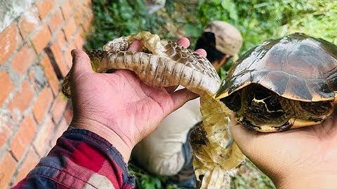 Thăm Lờ Cá Trúng Mánh Và Gặp Phải Cụ Rùa Qúy Hiếm 🐢Da Rắn khủng #quangthốngvlog 