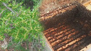 #تربية_النحل التراجع عن تقسيم خلايا النحل بعد تفتح ازهار شجرة السدر ووضع العاسلات والإطارات الشمعية