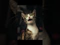 The Secret Power of Cat Purring: Nature's Healing Vibes!