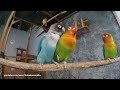 1 hour lovebird sounds  february 17 2019  part 1