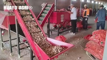 HGBS-3 2-3 ton/h Garlic Seed Splitting and Sorting Machine for Commercial Garlic Grower