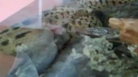 Gopher Snake Eating mice