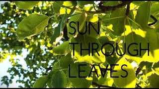 Leaves in the Wind • Sunlight & Nature Sounds (Slow Motion Calm)