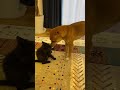 子猫の子守でたくさん褒められたい柴犬
