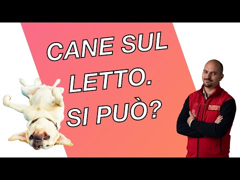 Video: Pro e contro di permettere al tuo cane di dormire nel tuo letto