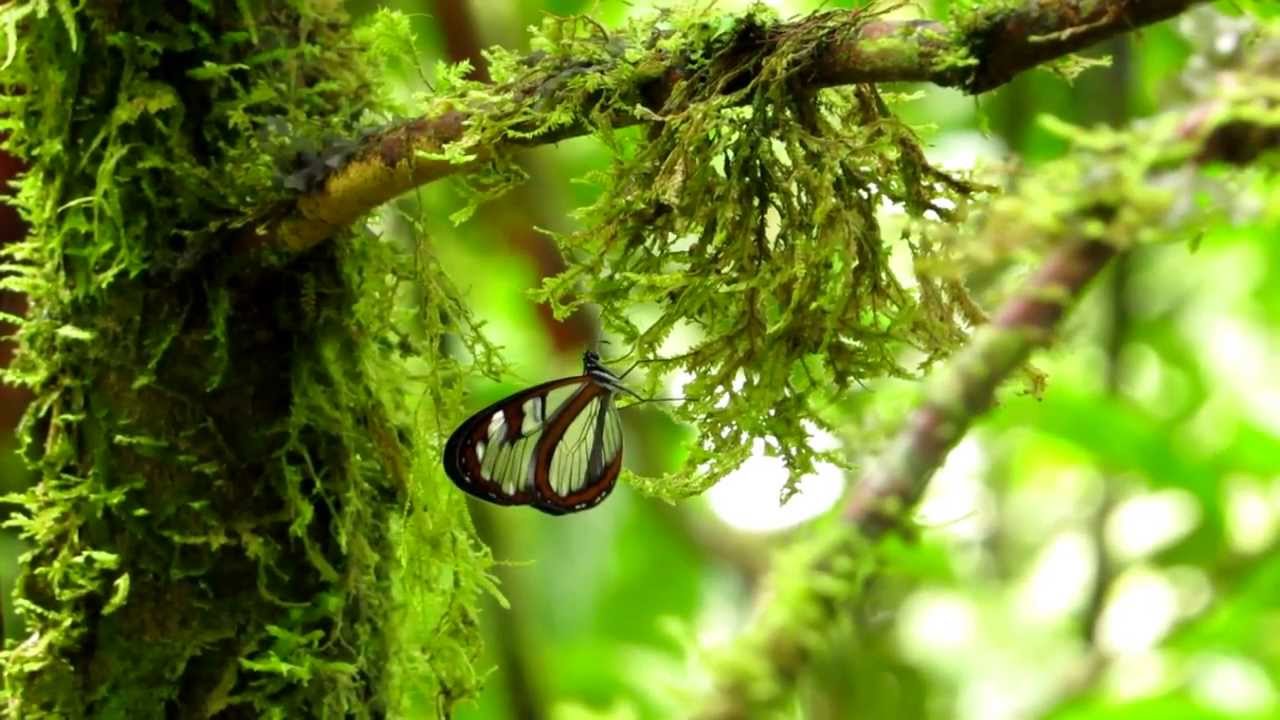 Ithomiini, Ithomia avella , Colombia Glasswing, Mariposas cristal,mariposas endemicas