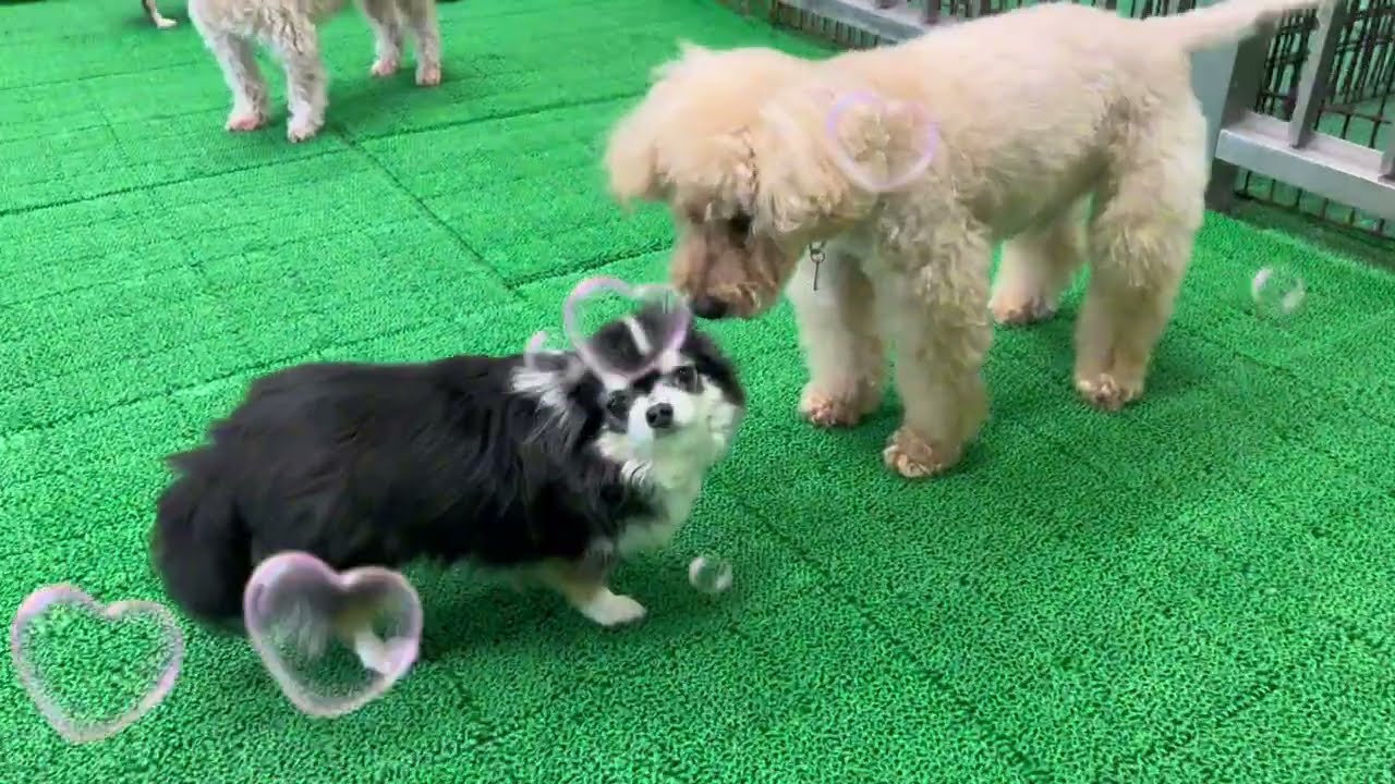 20260307　ダックペットサービス　ふれあいタイム