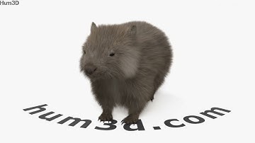Wombat 3D model by 3DModels.org