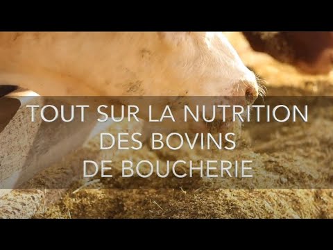 Vidéo: L'effet De La Race Et Du Type D'alimentation Sur Le Transcriptome Global Du Tissu Hépatique Chez Les Bovins De Boucherie Divergents Pour L'efficacité Alimentaire