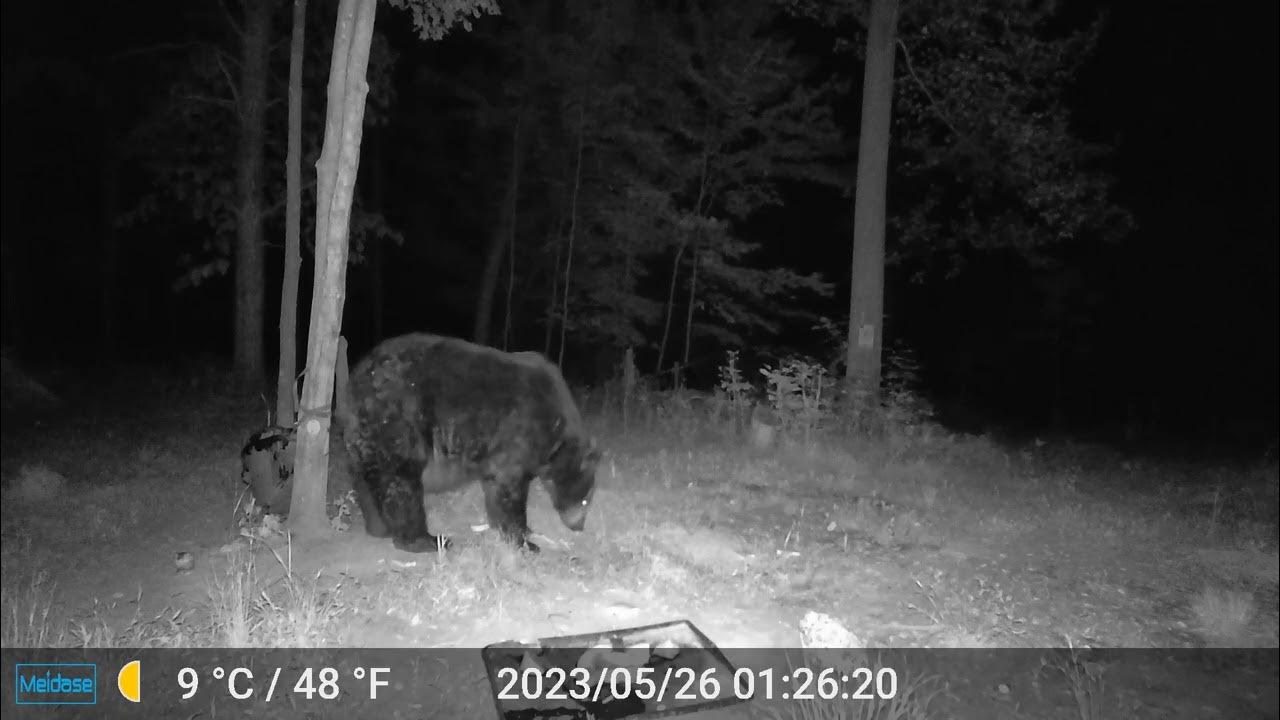 5 26 23 BEAR 4 YouTube