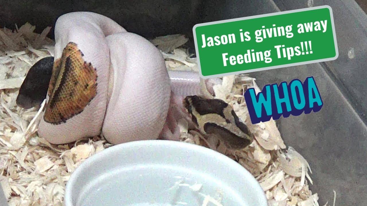 Ball Python Feeding More tips on feeding frozen thawed rats!!! YouTube