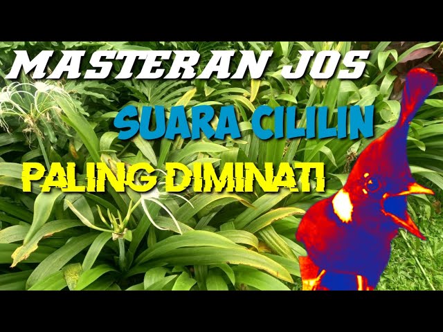 suara BURUNG CILILIN jernih untuk Masteran murai batu trotolan terbaik class=