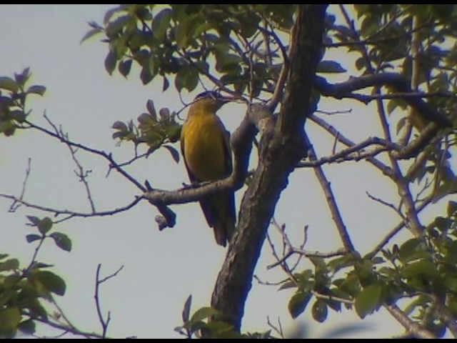 The black-naped oriole - Китайская черноголовая иволга