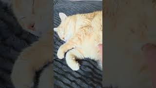Baks 🐈 #cat #cats #shorts #catshorts #mycat #prettycat #funnycat #cutecat #cute #funny #pretty #love