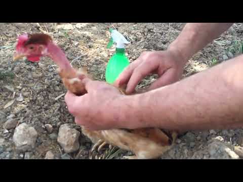 فيديو: كيفية التخلص من القمل في الدجاج
