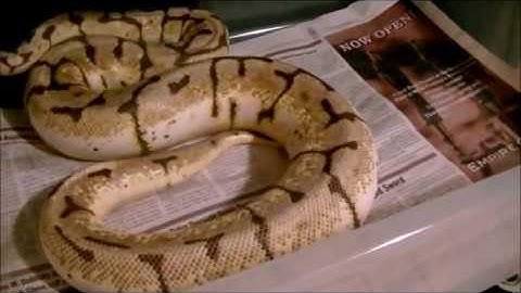 My Bumble Bee Ball Python Ovulation.