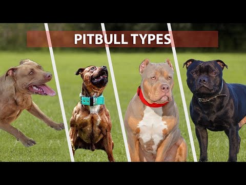 Video: Karakteristika for Pit Bulls