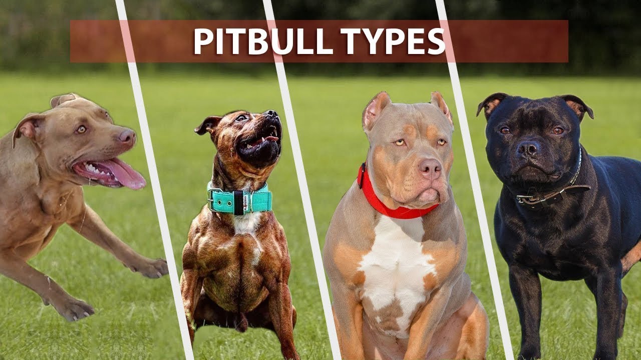 does pitbull have a dog