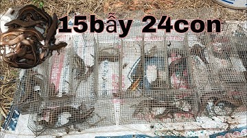 Bẫy rắn mối bằng mồi này cực kỳ hiệu quả / T.200