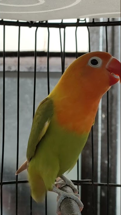Burung Lovebird Jantan ngekek panjang #shorts