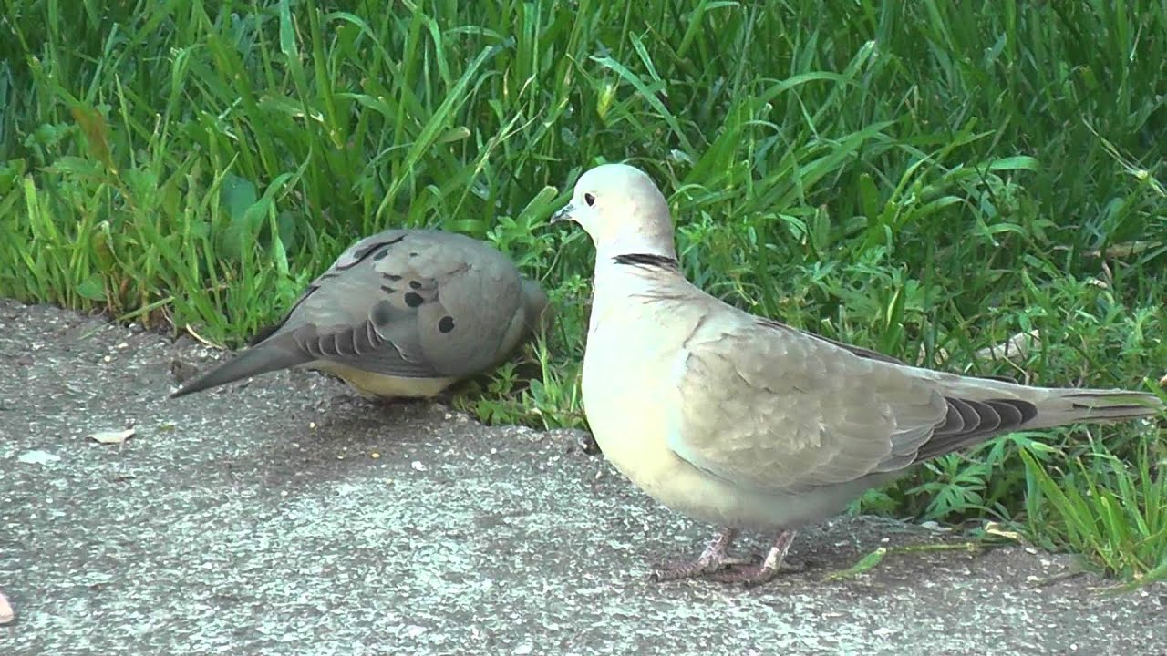 eurasian collared and mourning doves YouTube