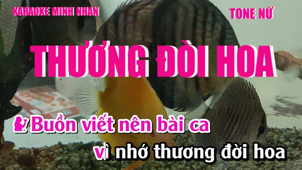 Karaoke Thương Đời Hoa Tone Nữ | Nhạc Tango | Karaoke Minh Nhan