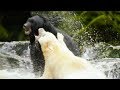 White Mother Bear Fights Against Bigger Male For Territory | Natural World: Ghost Bear | BBC Earth