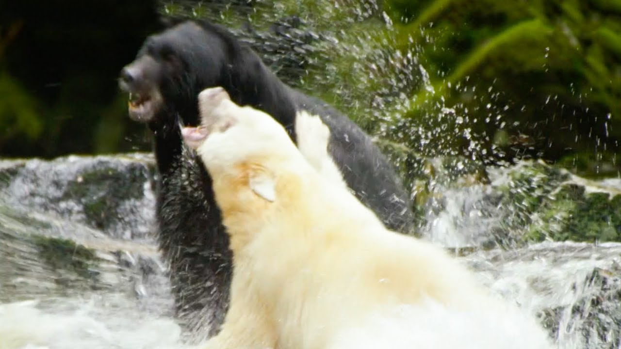 ⁣White Mother Bear Fights Against Bigger Male For Territory | Natural World: Ghost Bear | BBC Earth
