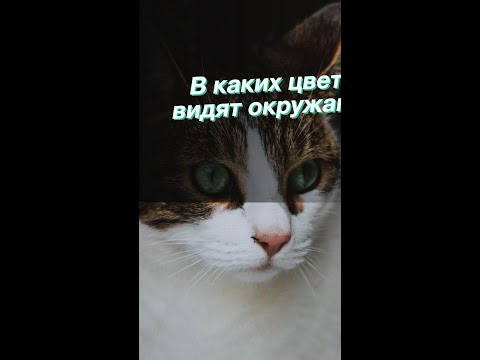 В каких цветах кошки видят окружающий мир?