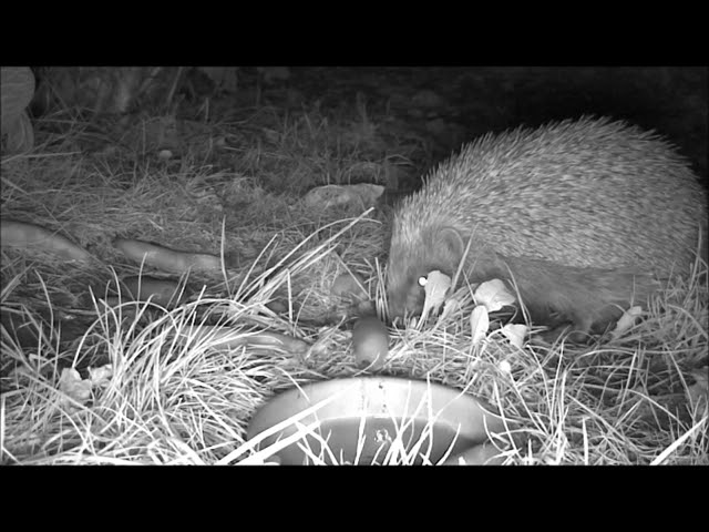 Wildlife Trail Camera - 19.8.2019