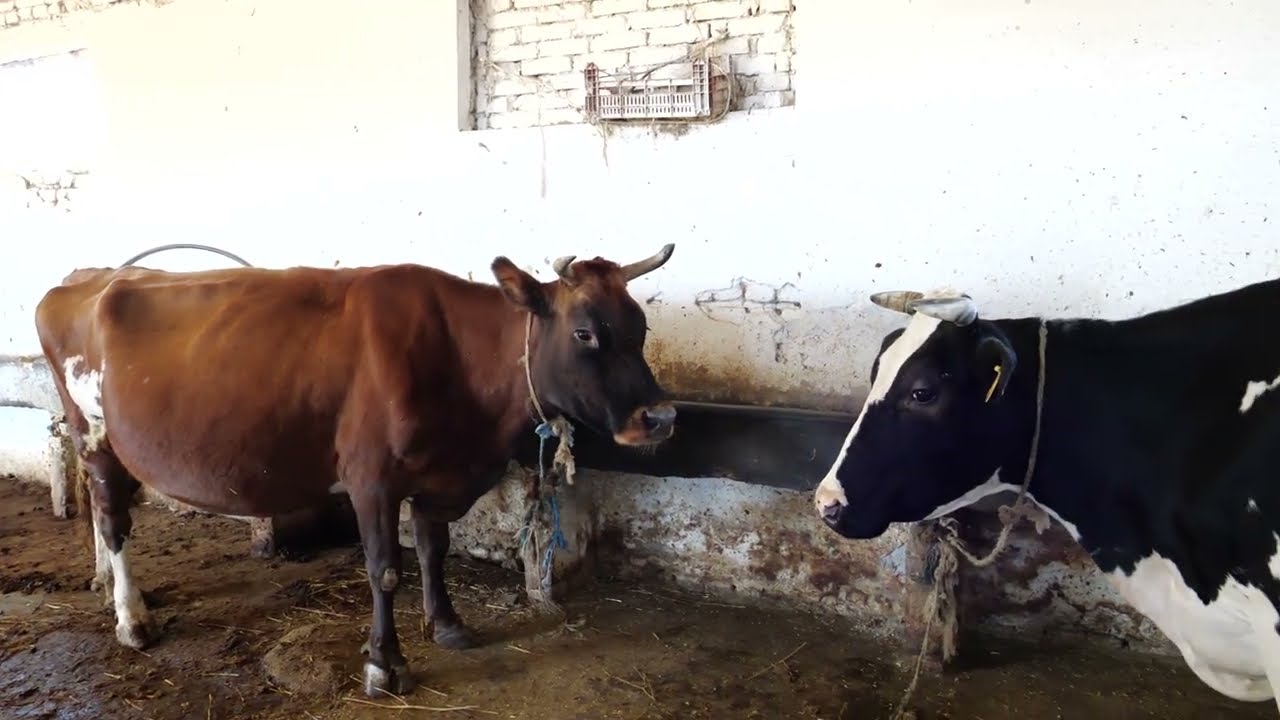 Shembull i punës, këmbënguljes dhe dashurisë për tokën dhe bagetine.