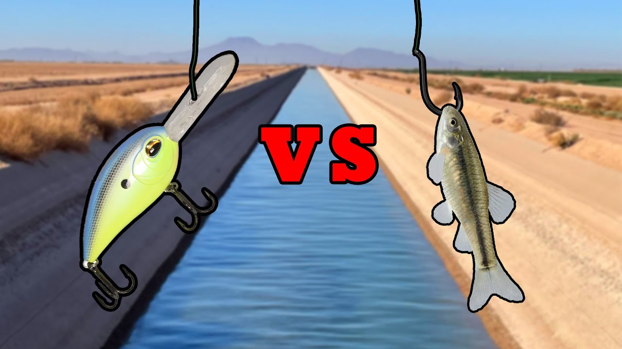 LIVE BAIT VS LURES – What Bait Catches More Fish?