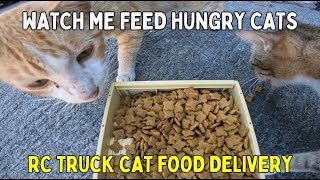 Feeding Abandoned Cats with My Remote-Controlled Truck | Tashi Vlogs TV