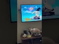 #cat enjoying oggy and the cockroach
