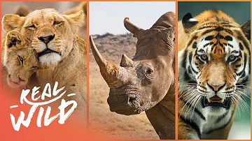 Art Wolfe Explores Africa & Asia's Breathtaking Animal Kingdoms | Real Wild