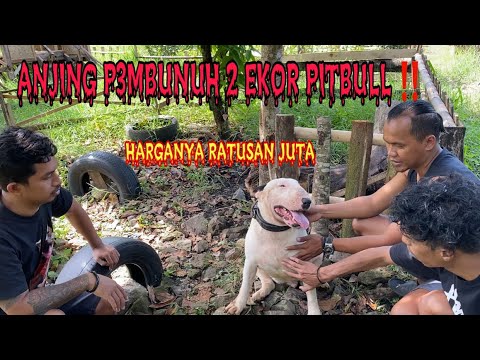 Video: Teratas 6 Perkara Yang Menakjubkan Bull Terriers Adakah