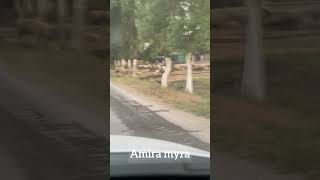 Akka id dunit