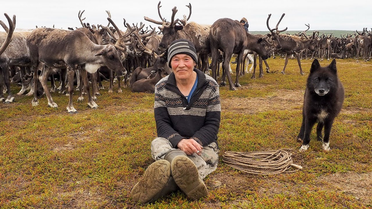 Зачем оленеводы кастрируют быков. Жизнь в тундре. Крайний Север. Ямал ...