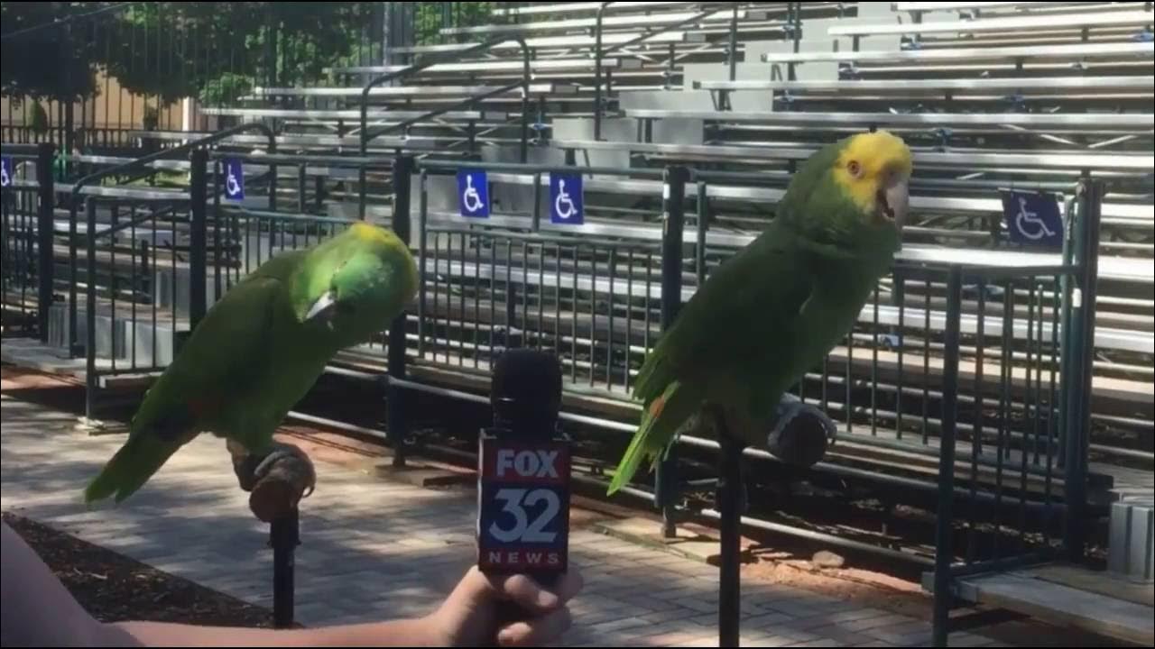 какой попугай поет