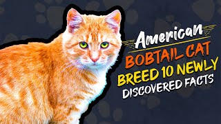American Bobtail Cat Breed; 10 Newly Discovered Facts | Wiggle Paw