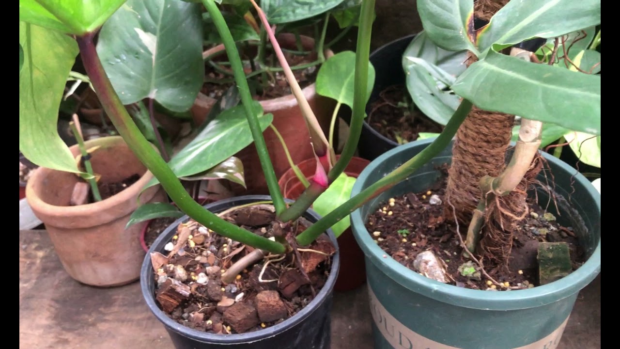 Philodendron tripartitum and Philodendron sanctamartinense