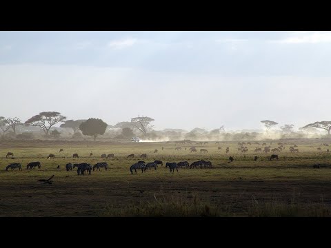 【自然音BGM】アフリカのサバンナ、草原と野生動物 ２時間（集中 瞑想 ヒーリング 癒し 睡眠 勉強用 作業用）