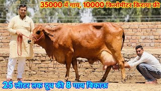 35000 में गाय, 1000 किलोमीटर किराया फ्री। 25 लीटर तक दूध की 8 गाय बिकाऊ। Subhash Bishnoi Dairy Farm