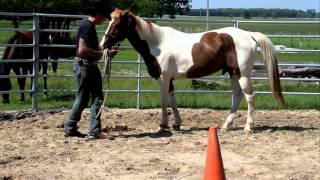 Tuffy's first hobble lesson