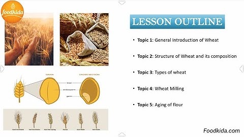 Wheat Milling | Wheat grain to flour process explained | Food Technology Lecture - Foodkida