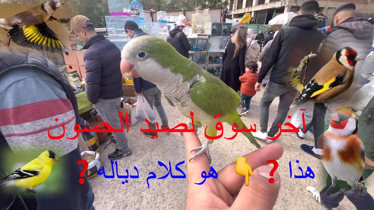 ‏￼ سوق-#كاسبرطة  فلوجة للطيور😱 يدخلون اليوم طيور جديدة👇نصيحة للإخوان 🥵آخر سوق لبيع -#الحسون#طنجة ￼￼￼