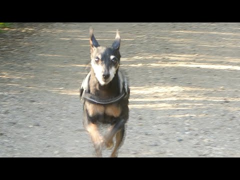 Wandeling met Grobi, 4 augustus 2021