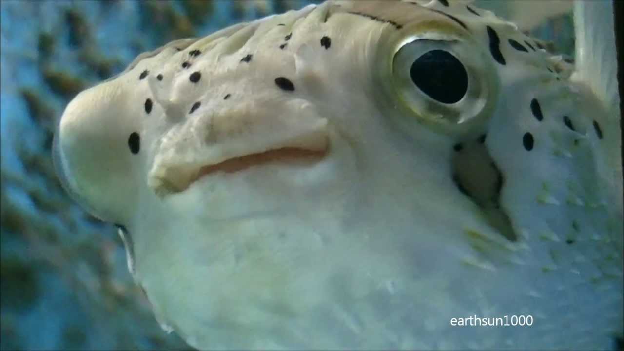 ハリセンボン 魚 Youtube