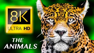 Животные 8K Ультра Hd